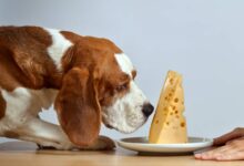Les chiens peuvent-ils manger du fromage provolone ?