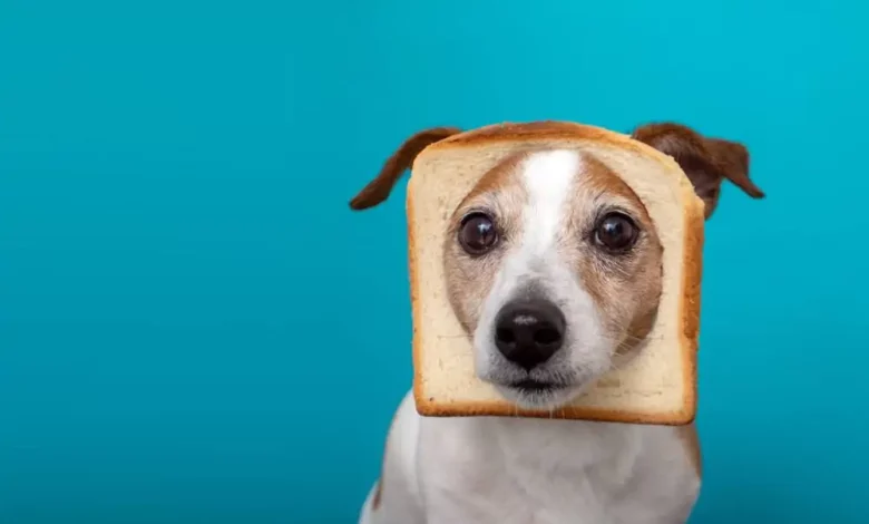Les chiens peuvent-ils manger du pain