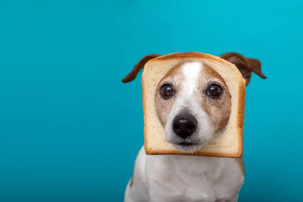 Les chiens peuvent-ils manger du pain