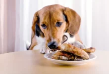 Les chiens peuvent-ils manger du poulet frit