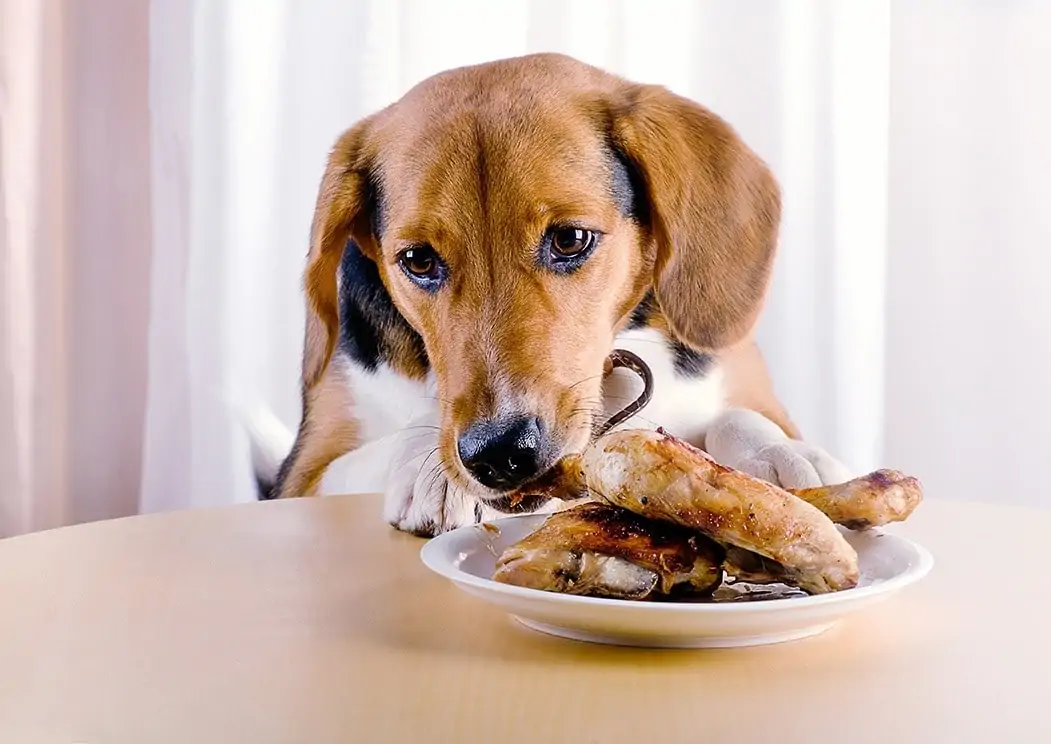 Les chiens peuvent-ils manger du poulet frit