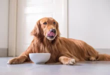 Les chiens peuvent-ils manger du yaourt