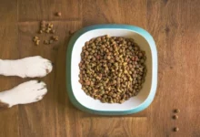 Pouvez-vous acheter de la nourriture pour chien avec des coupons alimentaires