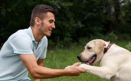La formation préalable à l'adoption d'un chien
