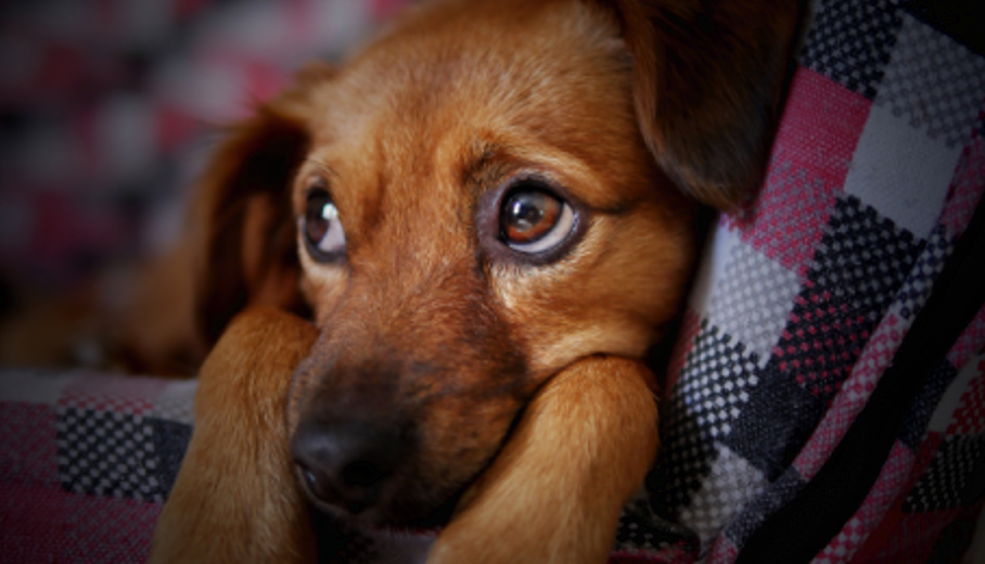 Les défis et les solutions pour un chien adopté avec des problèmes de comportement
