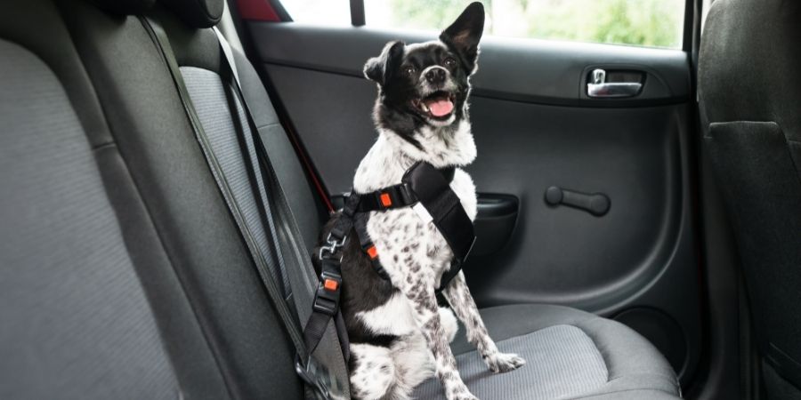 Préparer votre véhicule pour transporter un chien en toute sécurité